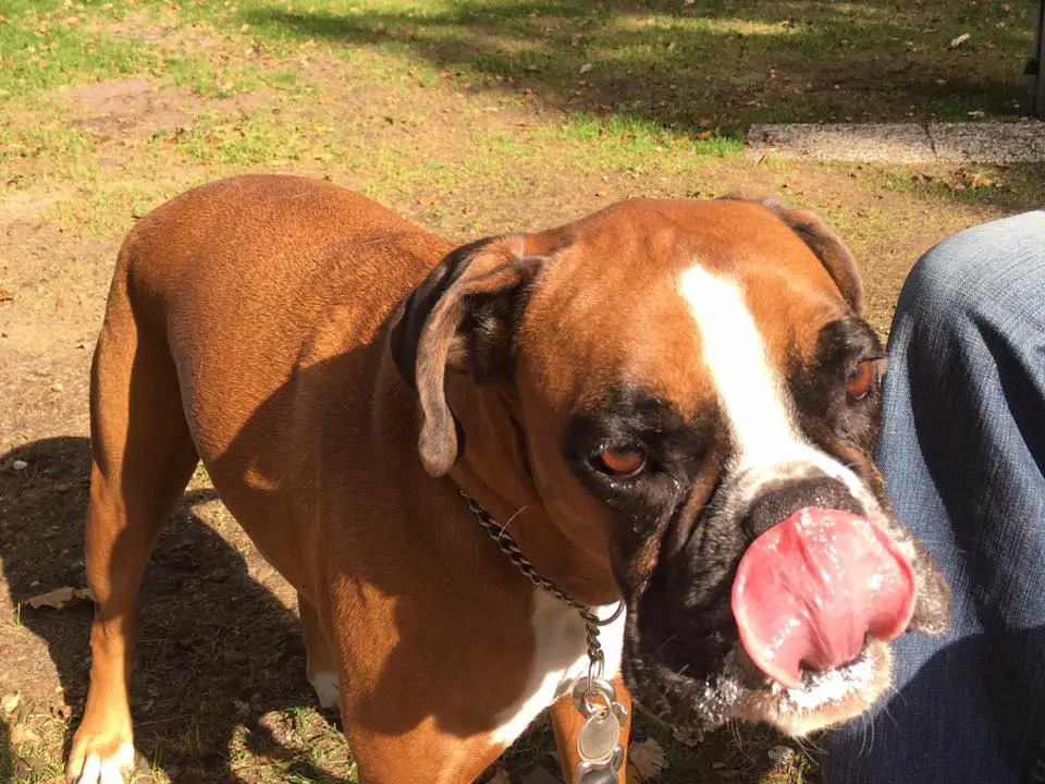 A Boxer Dog standing on the grass while licking its nose