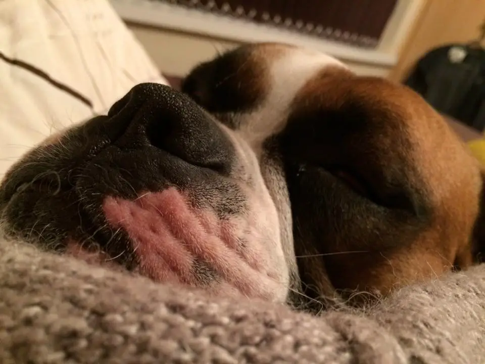 A Boxer Dog lying on the bed sleeping