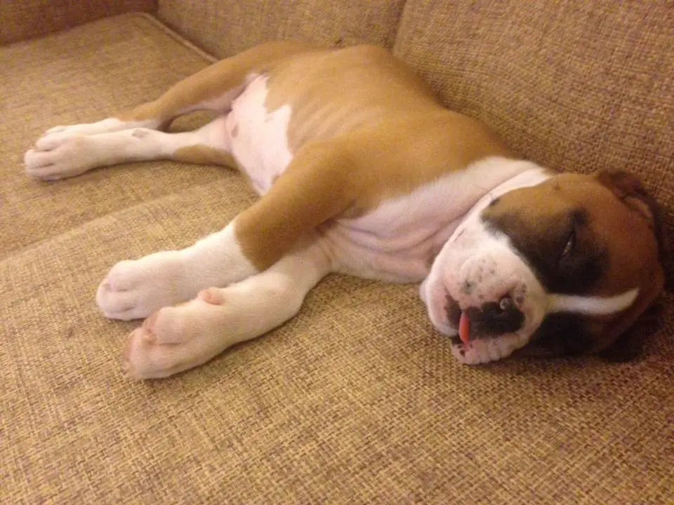 A Boxer puppy sleeping on the couch