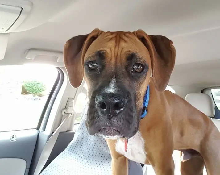 A Boxer Dog standing inside the car with its sad face