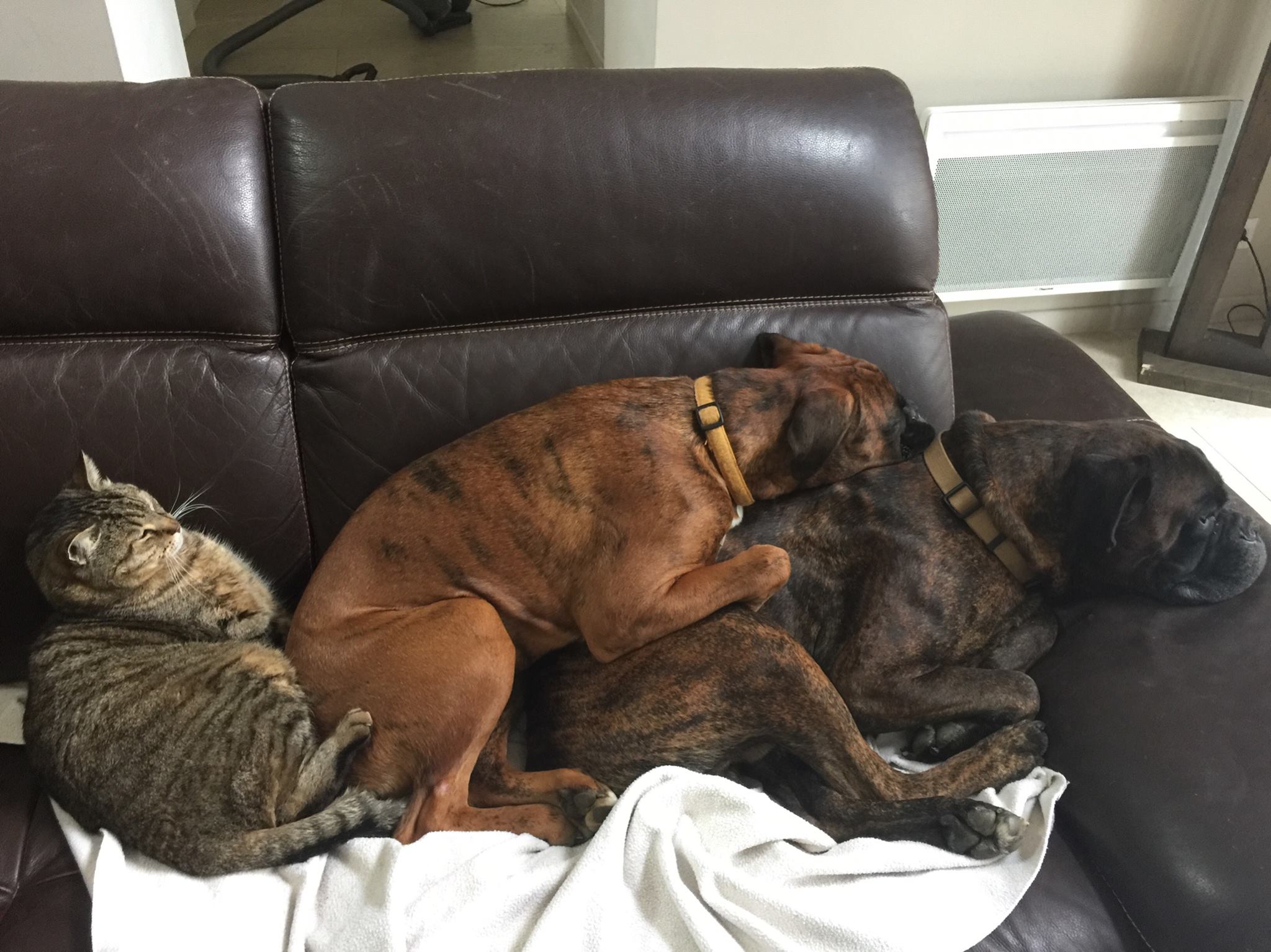 two Boxer Dog sleeping on the couch with cat behind them