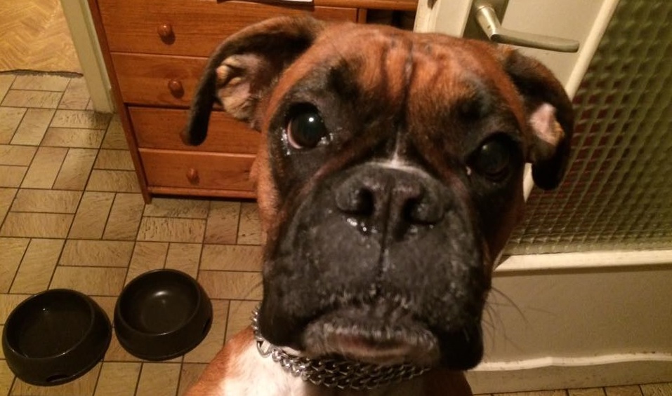 Boxer Dog showing its begging face
