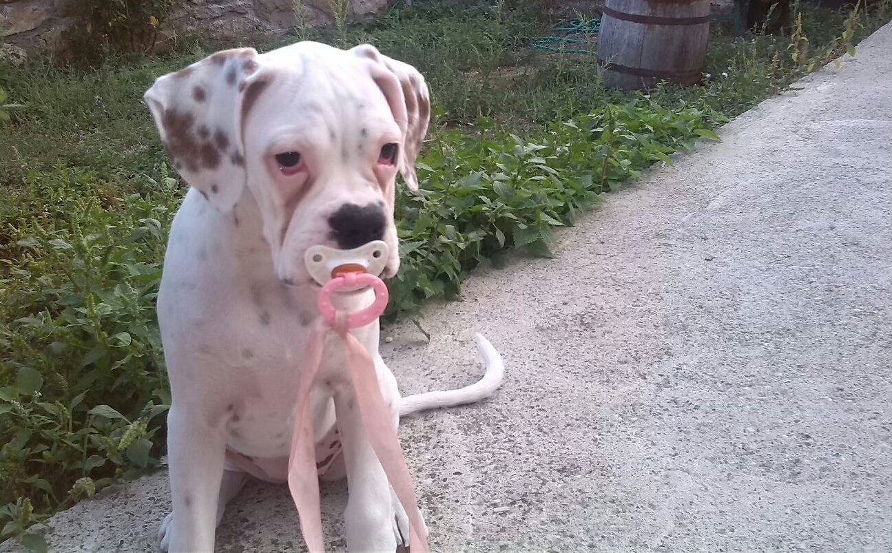 A Boxer Dog sitting on the pavement with a pacifier in its mouth