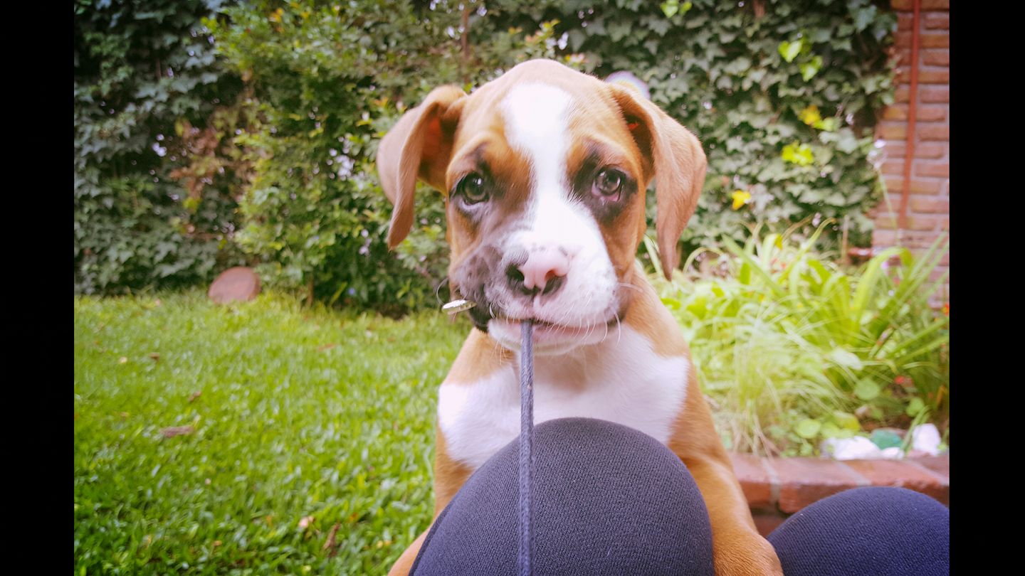 A Boxer puppy biting the lace from the pants of woman sitting in the garden