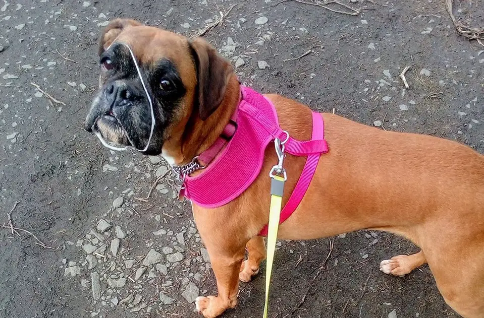 A Boxer Dog standing on the pavement