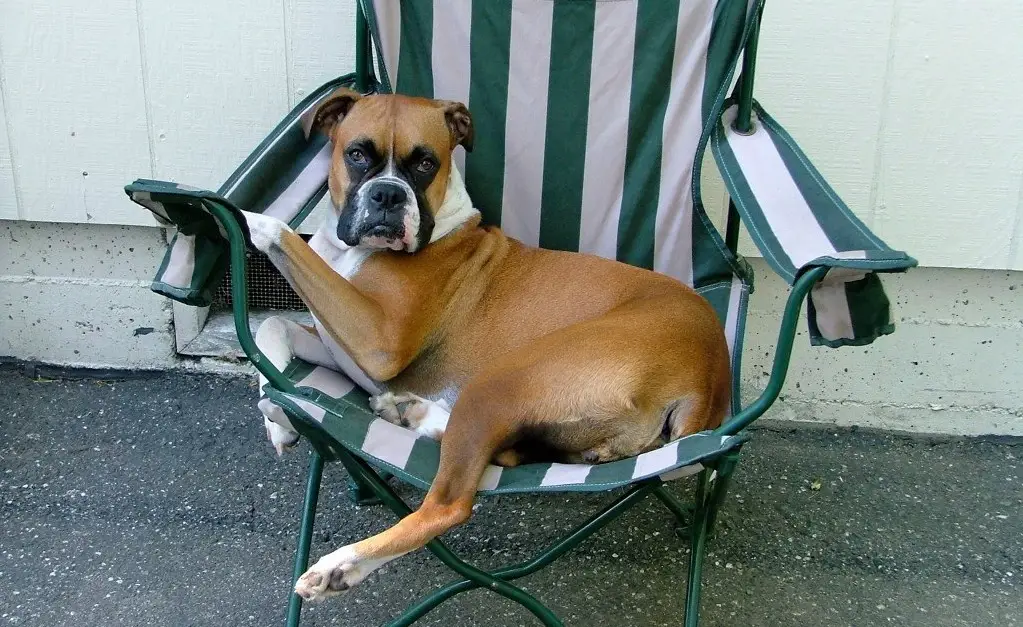 A Boxer Dog sitting on the chair