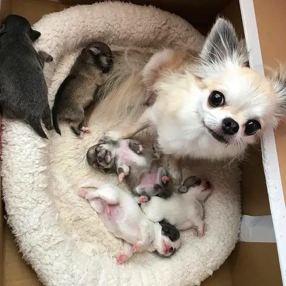 A Chihuahua sitting on its bed with its new born puppies