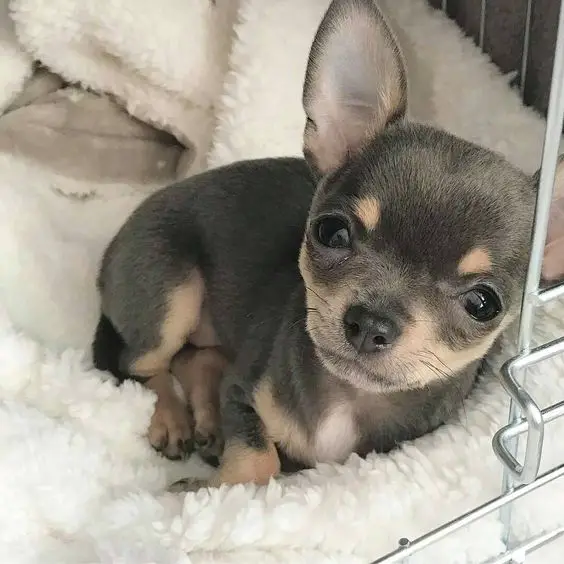 A Chihuahua lying inside its crate while staring with its adorable face