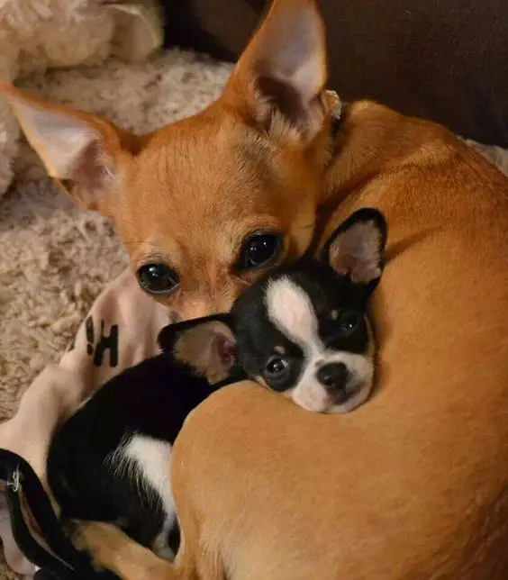A Chihuahua curled up lying on her bed with its puppy leaning on her
