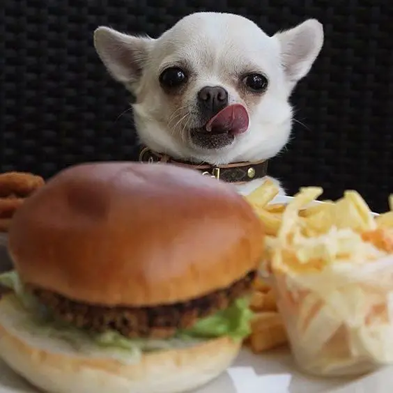 A Chihuahua licking its mouth while staring at the burger and fries in front of him on top of the table