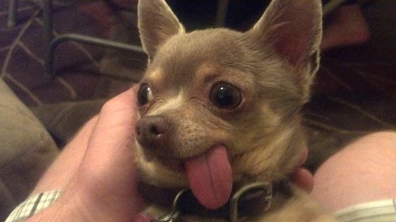 A Chihuahua lying below the person sitting on the couch with its tongue out