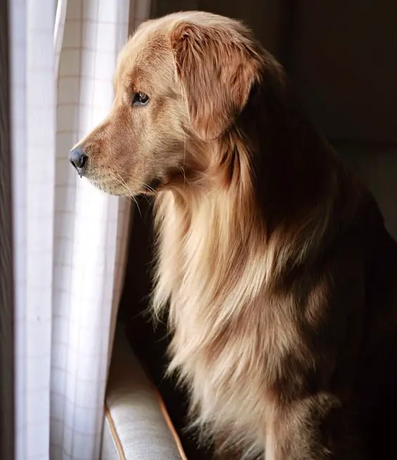 A Golden Retriever sitting on the couch while looking outside the window