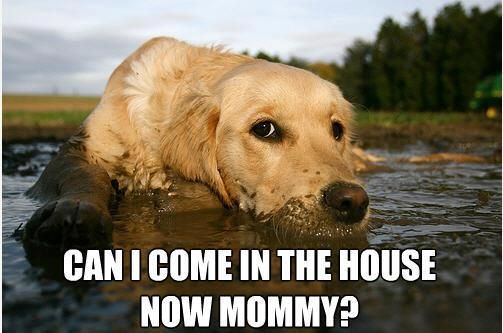 A Golden Retriever lying in mud photo with text - Can I come in the house now mommy?