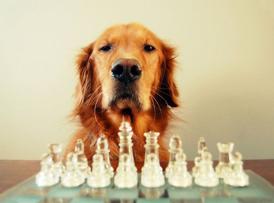 A Golden Retriever sitting behind the chest board with serious face