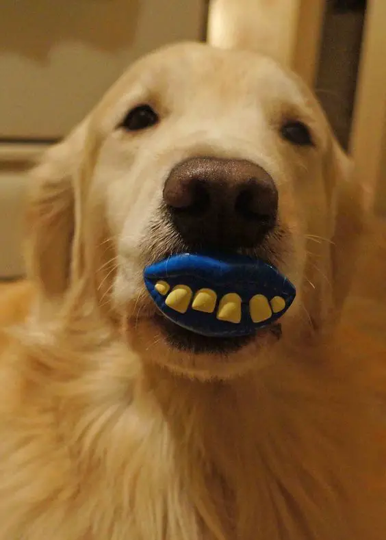 A Golden Retriever with a blue lip with yellow teeth toy in its mouth