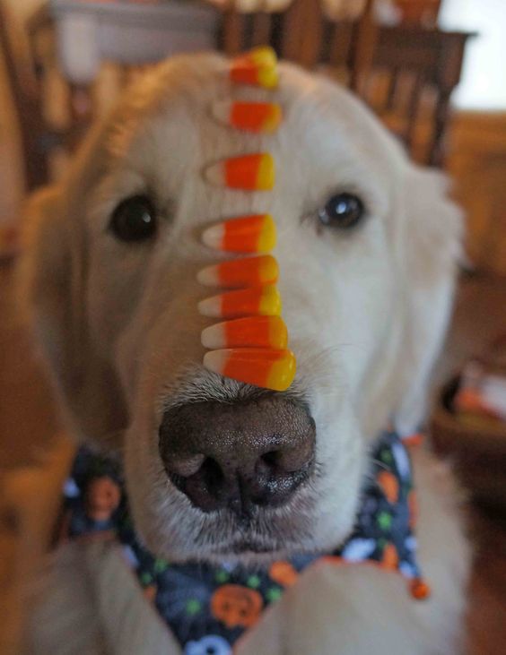 a Golden Retriever sitting on the floor with candies aligned on top of its muzzle up to its forehead