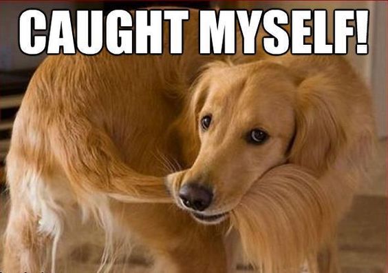 A Golden Retriever standing on the floor while biting its own tail photo with text - Caught myself!