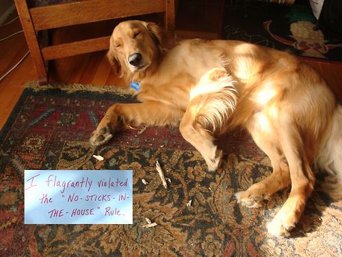 A Golden Retriever lying on the floor with torn pieces of sticks and with note that says - I flagrantly violated the - 