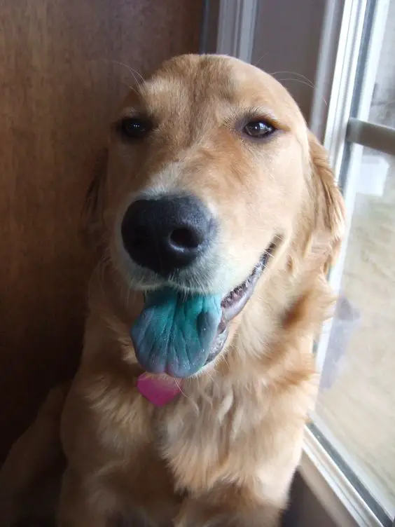 A Golden Retriever sitting by the window while showing its blue tongue