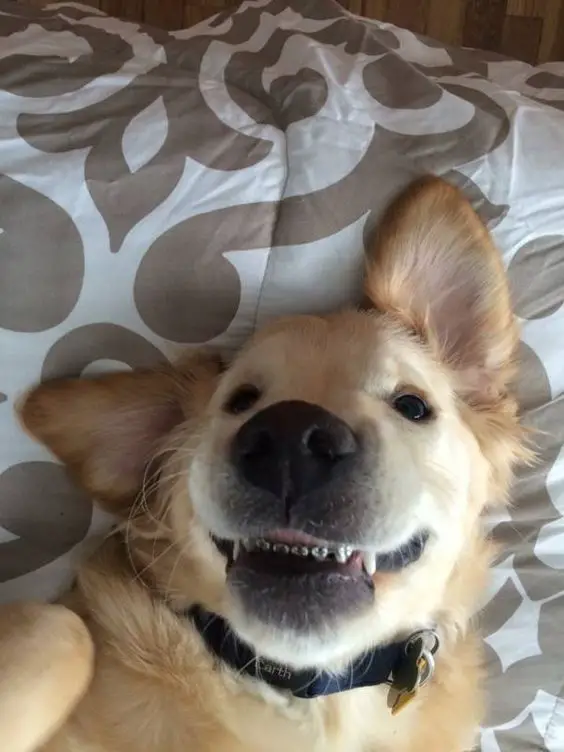 A Golden Retriever lying on the bed while smiling and showing its silver teeth
