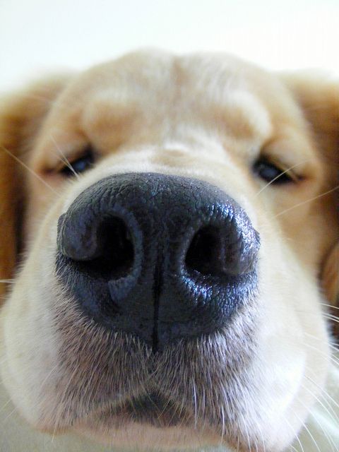 A close up photo of the nose of a Golden Retriever