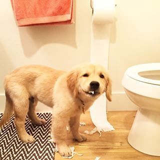 A Golden Retriever puppy standing inside the bathroom with paper towel in its mouth and torn pieces on the floor