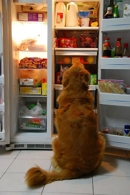 A Golden Retriever sitting in front of the fridge while looking up