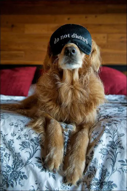 A Golden Retriever lying on the bed while wearing an eye mask with text - do not disturb