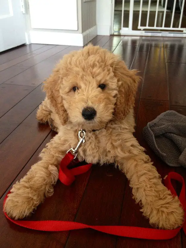 A Goldendoodle puppy lying on the floor