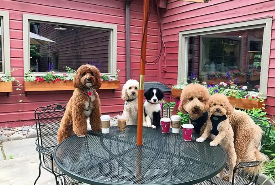 five Goldendoodle sitting at the table outdoors