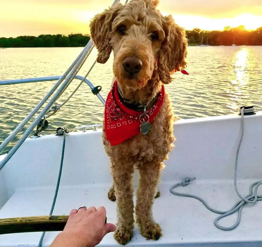A Goldendoodle sitting in a boat floating in the ocean on a sunset