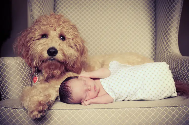 A Goldendoodle lying on the chair with a new boy baby in front of him
