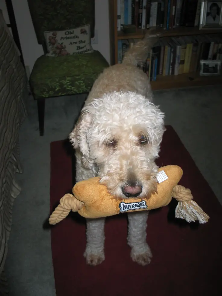 A Goldendoodle standing on the carpet with a chew toy in its mouth