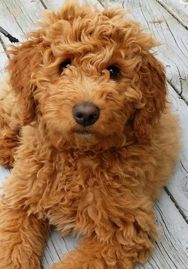 A red Goldendoodle lying on the wooden floor