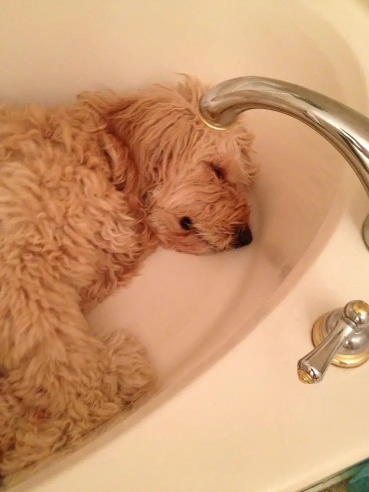 A Goldendoodle sleeping in the bathtub