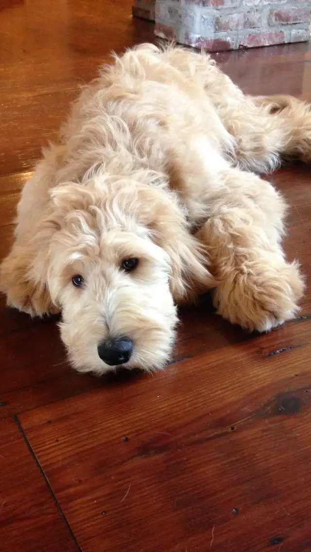A white Goldendoodle lying on the floor