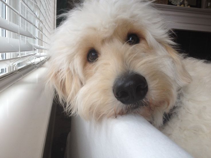 A white Goldendoodle lying on the couch next to the window