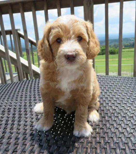 A Goldendoodle puppy sitting in the balcony