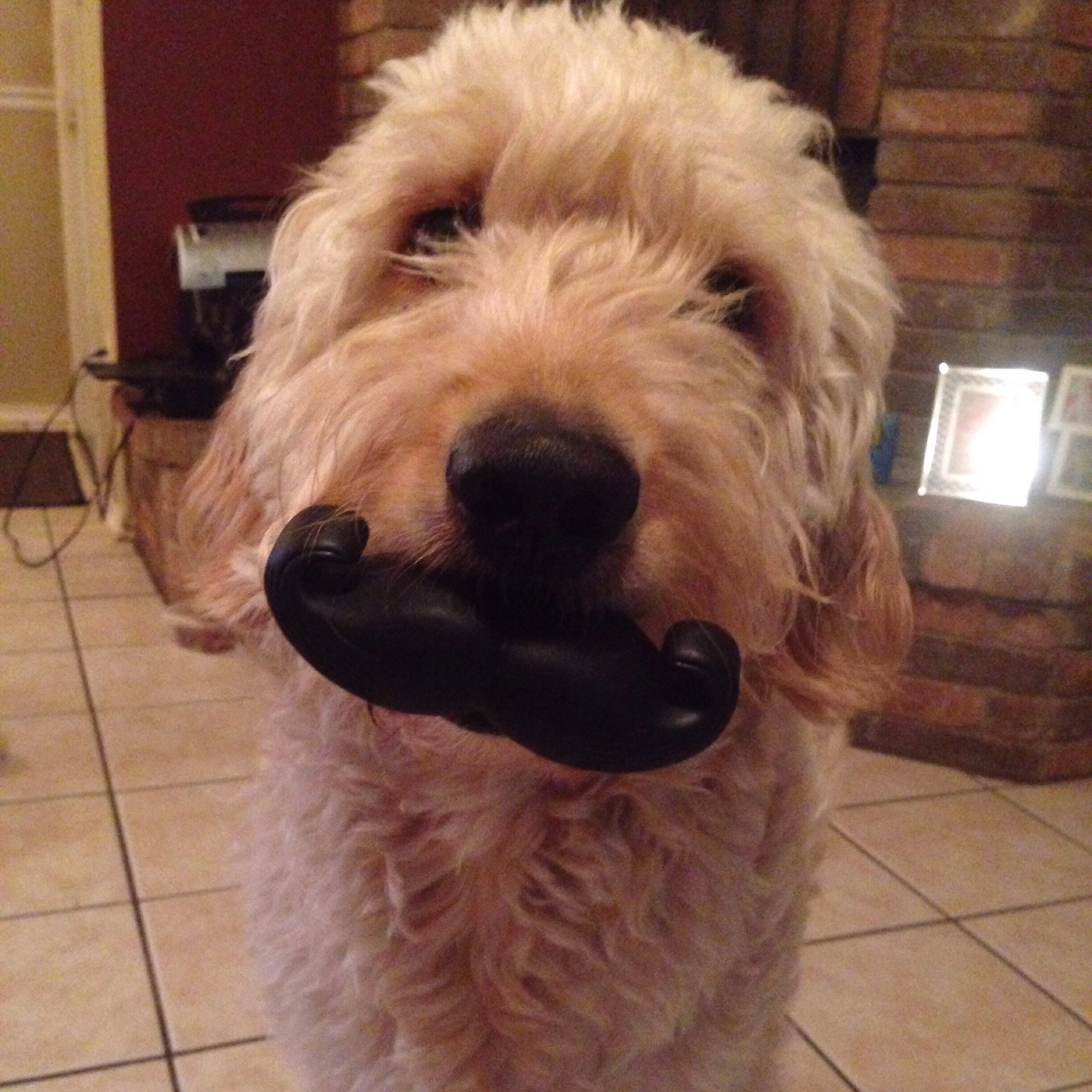 A Goldendoodle sitting on the floor with a mustache toy in its mouth