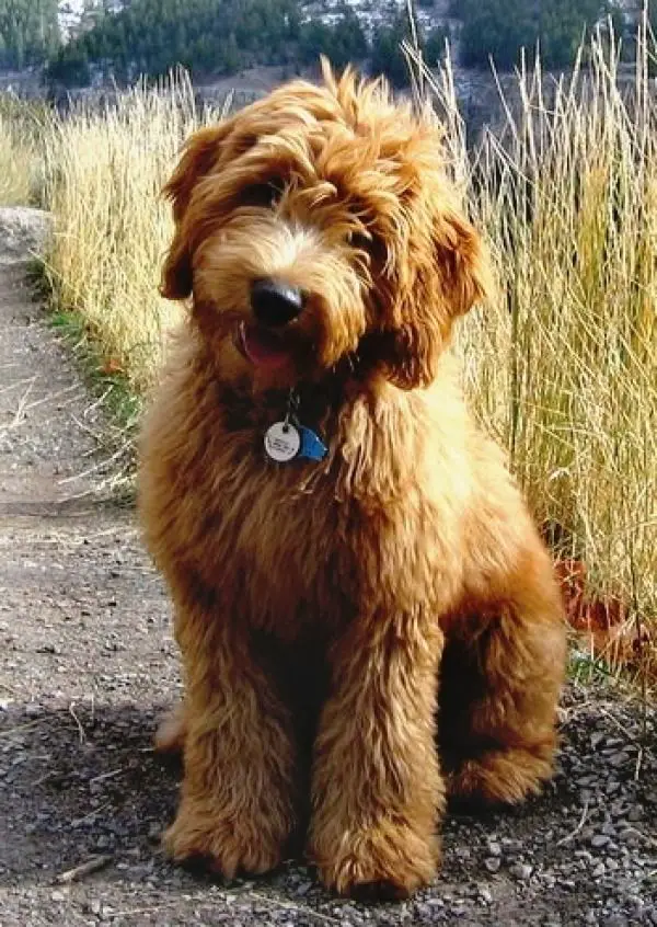 A Goldendoodle sitting on the ground while tilting its head with its tongue out