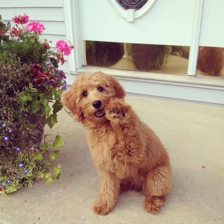 A Goldendoodle puppy sitting on the floor with its paw raised up