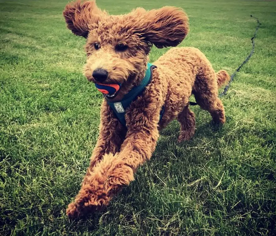 A Goldendoodle running in the field