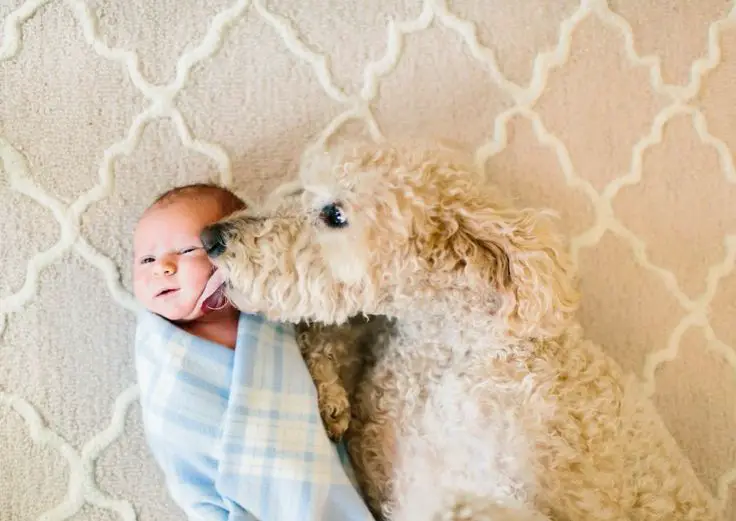 A Goldendoodle lying on the floor while licking the cheeks of the baby lying next to him