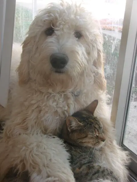 A white Goldendoodle lying by the window with a cat