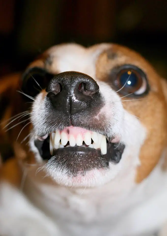 A Jack Russell Terrier force smiling