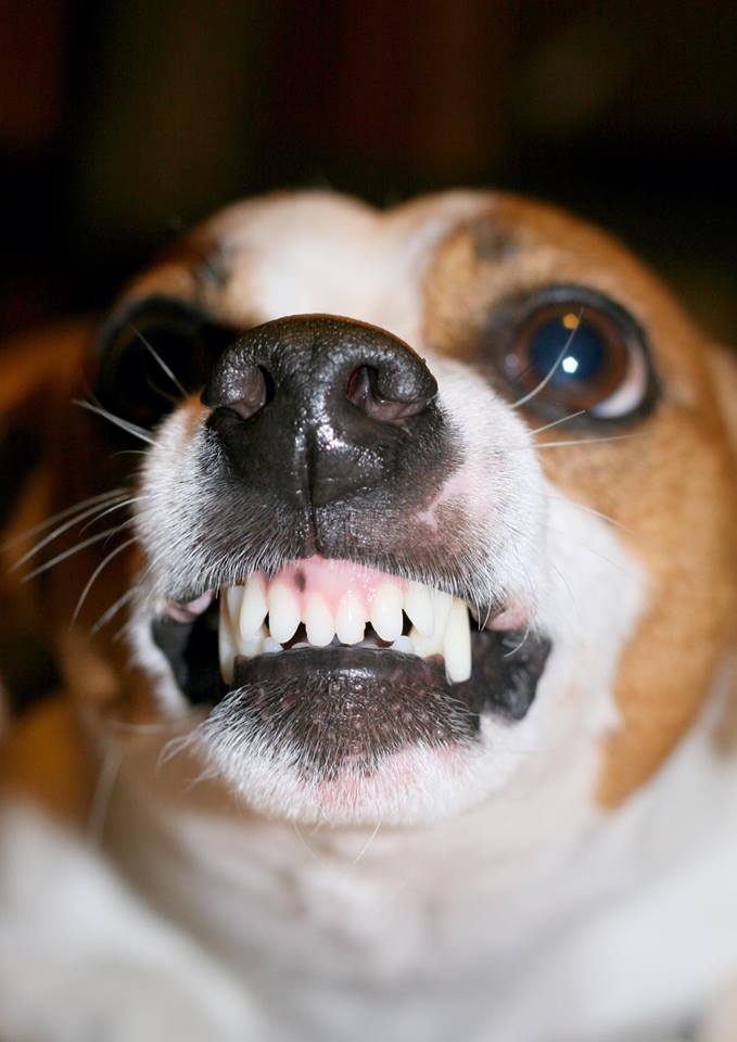 A Jack Russell Terrier force smiling