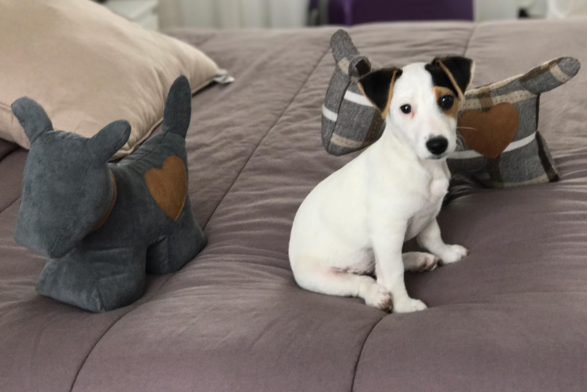 A Jack Russell Terrier puppy sitting on the bed with its stuffed toys