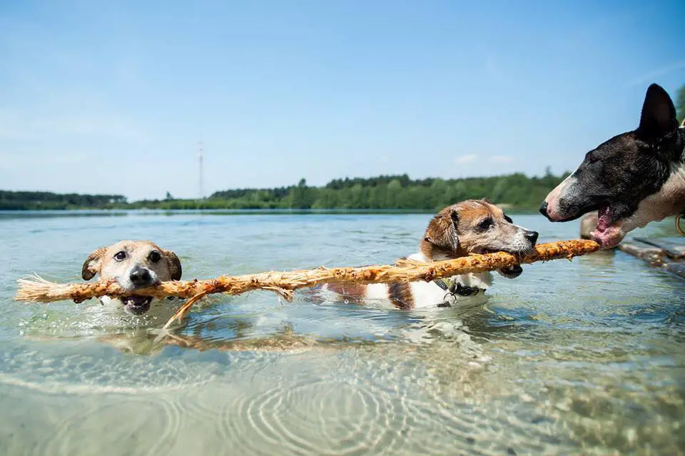 two Jack Russell Terrier swimming in the water with a long stick in their mouths