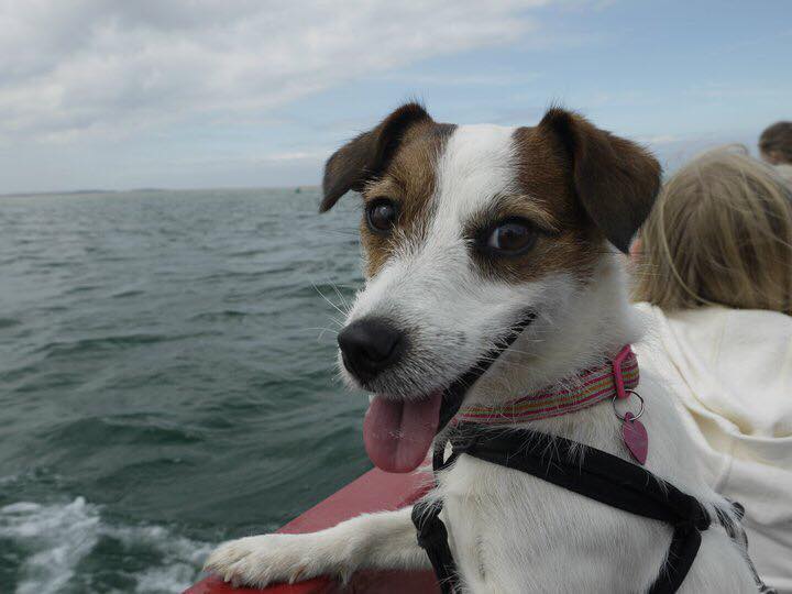 A Jack Russell Terrier riding a boat while smiling with its tongue out