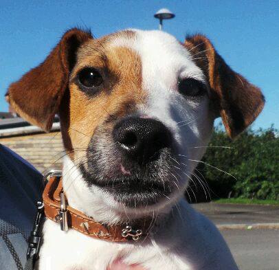 A Jack Russell Terrier being held by a person